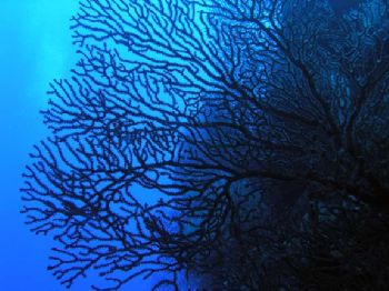 black coral 110 feet off Grand Cayman North Wall by Michael Schlenk 